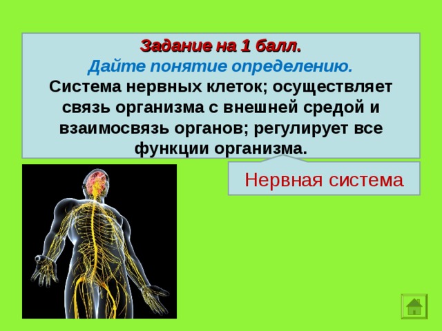 Как нервная система регулирует органы. Нервная система человека. Нервная система презентация. Нервы человека. Нервная система определение.