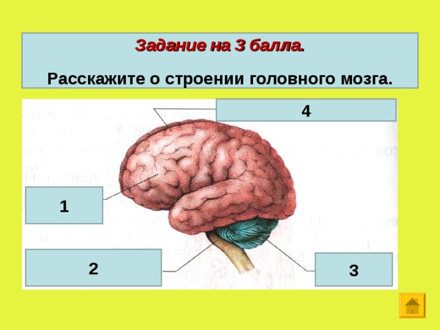 Строение головного мозга презентация 8 класс. Строение головного мозга тест. Строение головного мозга собаки. Расскажите о строении. Рассказывают о строении.