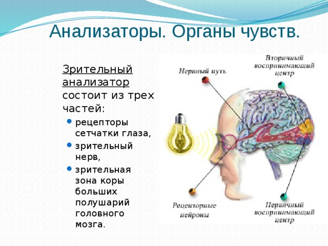 Анализаторы. Органы чувств.  Зрительный анализатор состоит из трех частей: рецепторы сетчатки глаза, зрительный нерв, зрительная зона коры больших полушарий головного мозга. рецепторы сетчатки глаза, зрительный нерв, зрительная зона коры больших полушарий головного мозга. 