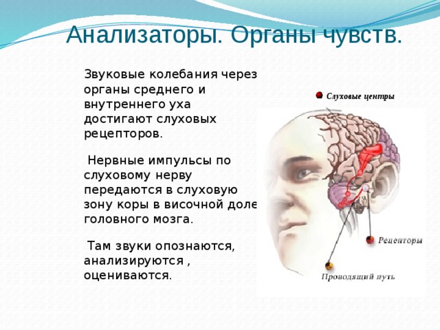 Анализаторы. Органы чувств.  Звуковые колебания через органы среднего и внутреннего уха достигают слуховых рецепторов.   Нервные импульсы по слуховому нерву передаются в слуховую зону коры в височной доле головного мозга.   Там звуки опознаются, анализируются , оцениваются. Слуховые центры 