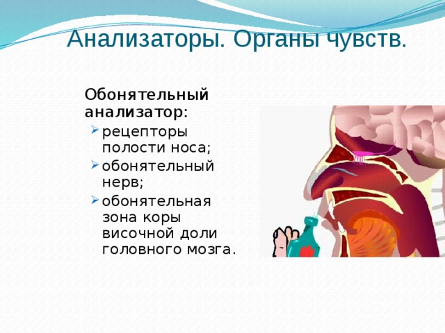 Анализаторы. Органы чувств.  Обонятельный анализатор: рецепторы полости носа; обонятельный нерв; обонятельная зона коры височной доли головного мозга. рецепторы полости носа; обонятельный нерв; обонятельная зона коры височной доли головного мозга. 