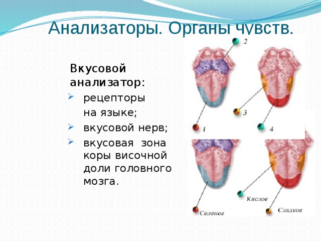 Анализаторы. Органы чувств.  Вкусовой анализатор: рецепторы рецепторы  на языке; вкусовой нерв; вкусовая зона коры височной доли головного мозга. вкусовой нерв; вкусовая зона коры височной доли головного мозга. 