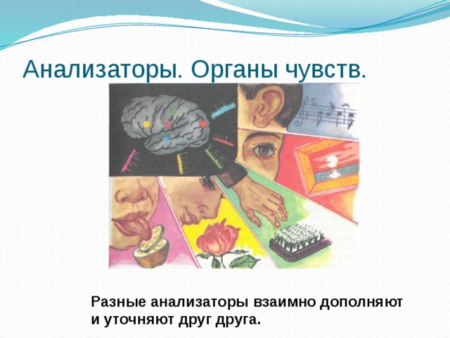 Анализаторы. Органы чувств. Разные анализаторы взаимно дополняют и уточняют друг друга. 