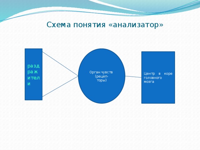 Схема понятия «анализатор»                  раздражители Орган чувств (рецеп- торы) Центр в коре головного мозга 