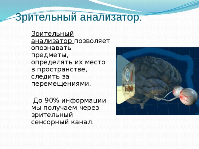 Зрительный анализатор.  Зрительный анализатор позволяет опознавать предметы, определять их место в пространстве,  следить за перемещениями.   До 90% информации мы получаем через зрительный сенсорный канал. 