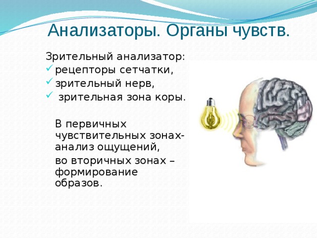 Анализаторы. Органы чувств. Зрительный анализатор: рецепторы сетчатки, зрительный нерв,  зрительная зона коры.  В первичных чувствительных зонах- анализ ощущений,  во вторичных зонах – формирование образов. 