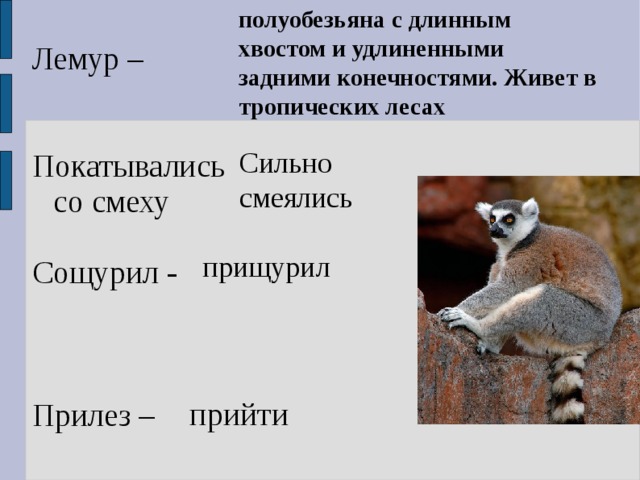 Лемур – Покатывались со смеху Сощурил - Прилез – полуобезьяна с длинным хвостом и удлиненными задними конечностями. Живет в тропических лесах Сильно смеялись прищурил прийти 
