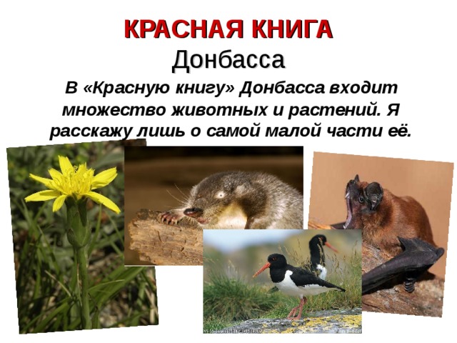 КРАСНАЯ КНИГА Донбасса В «Красную книгу» Донбасса входит множество животных и растений. Я расскажу лишь о самой малой части её. 