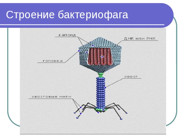 Строение бактериофага  