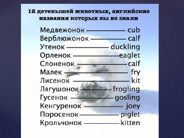 Интересный английский в картинках