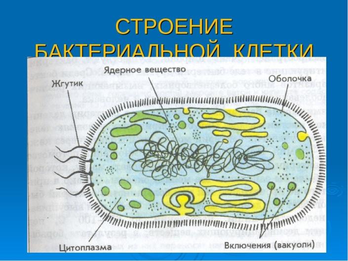Слои бактериальной клетки