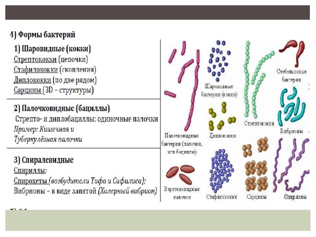 Бактерии примеры