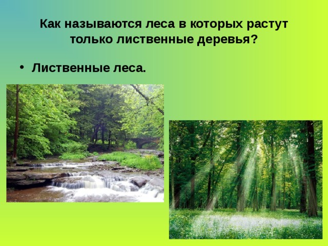 Как называются леса в которых растут только лиственные деревья? Лиственные леса. 