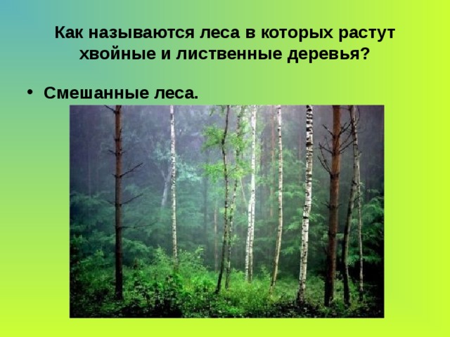 Как называются леса в которых растут хвойные и лиственные деревья? Смешанные леса. 