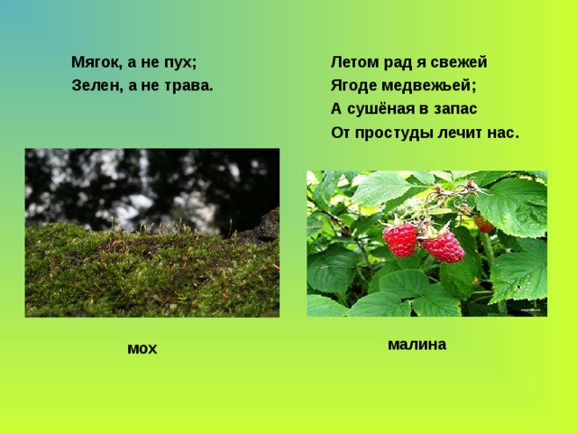 Мягок, а не пух; Зелен, а не трава. Летом рад я свежей Ягоде медвежьей; А сушёная в запас От простуды лечит нас.  малина  мох 