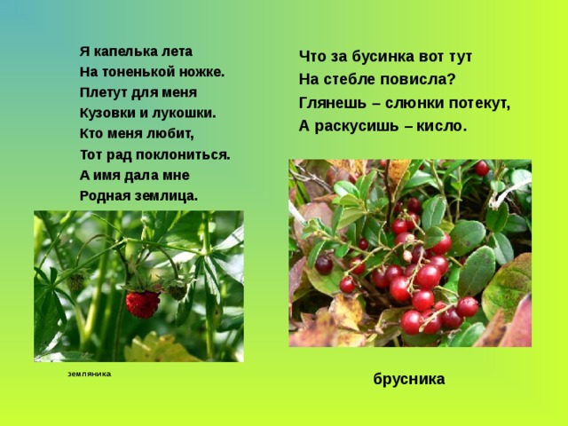 Я капелька лета На тоненькой ножке. Плетут для меня Кузовки и лукошки. Кто меня любит, Тот рад поклониться. А имя дала мне Родная землица. Что за бусинка вот тут На стебле повисла? Глянешь – слюнки потекут, А раскусишь – кисло.  брусника  земляника 