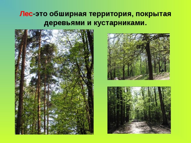 Лес -это обширная территория, покрытая деревьями и кустарниками. 