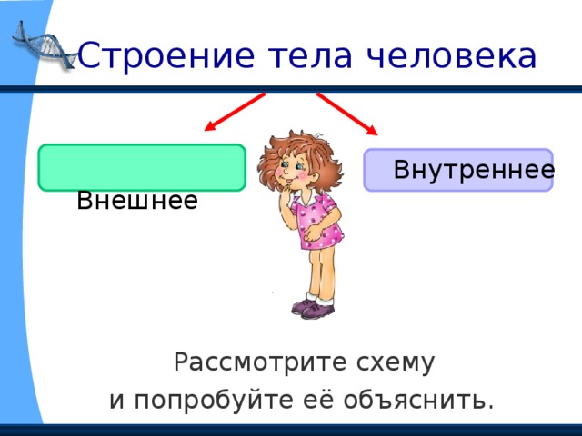Органы. Системы органов