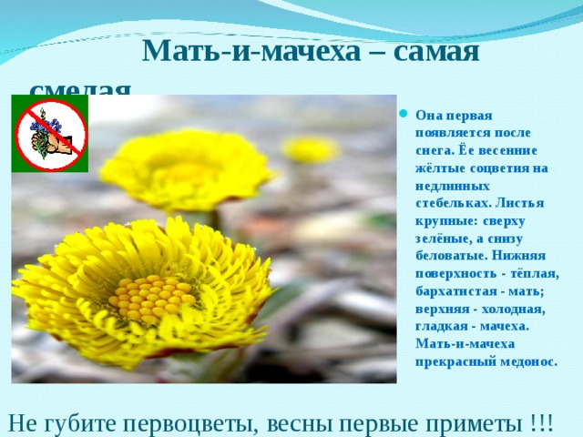  Мать-и-мачеха – самая смелая  Она первая появляется после снега. Ёе весенние жёлтые соцветия на недлинных стебельках. Листья крупные: сверху зелёные, а снизу беловатые. Нижняя поверхность - тёплая, бархатистая - мать; верхняя - холодная, гладкая - мачеха. Мать-и-мачеха прекрасный медонос.  Не губите первоцветы, весны первые приметы !!! 