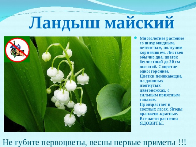  Ландыш майский  Многолетнее растение со шнуровидным, ветвистым, ползучим корневищем. Листьев обычно два, цветок безлистный до 30 см высотой. Соцветие- одностороннее. Цветки поникающие, на длинных изогнутых цветоножках, с сильным приятным запахом. Произрастает в светлых лесах. Ягоды оранжево-красные. Все части растения ЯДОВИТЫ.  Не губите первоцветы, весны первые приметы !!! 