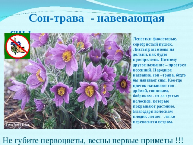  Сон-трава - навевающая сны  Лепестки фиолетовые. серебристый пушок. Листья рассечены на дольки, как будто прострелены. Поэтому другое название – прострел весенний. Народное название, сон –трава, будто бы навевает сны. Кое-где цветок называют сон-дрёмой, сончиком, бобриком - из-за густых волосков, которые покрывают растение. Благодаря волоскам плодик летает - легко переносится ветром.  Не губите первоцветы, весны первые приметы !!! 