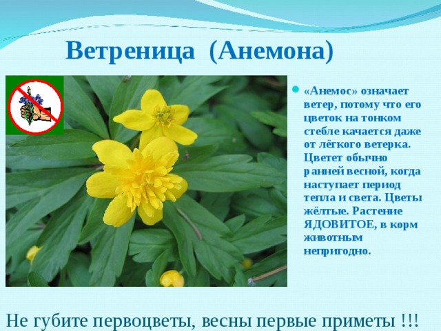  Ветреница (Анемона)  «Анемос» означает ветер, потому что его цветок на тонком стебле качается даже от лёгкого ветерка. Цветет обычно ранней весной, когда наступает период тепла и света. Цветы жёлтые. Растение ЯДОВИТОЕ, в корм животным непригодно.  Не губите первоцветы, весны первые приметы !!! 
