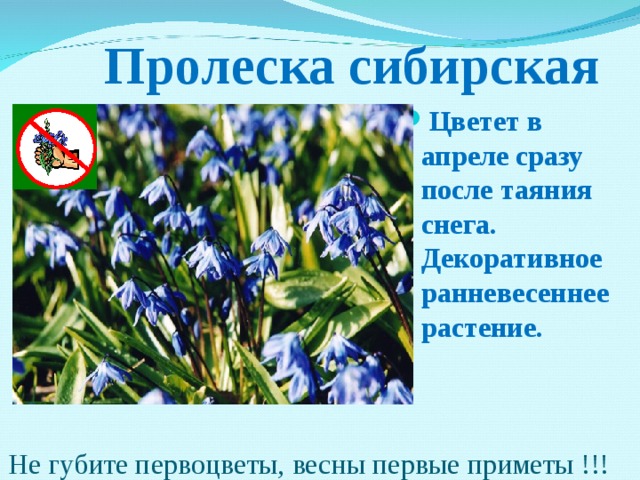  Пролеска сибирская Цветет в апреле сразу после таяния снега. Декоративное ранневесеннее растение.  Не губите первоцветы, весны первые приметы !!! 