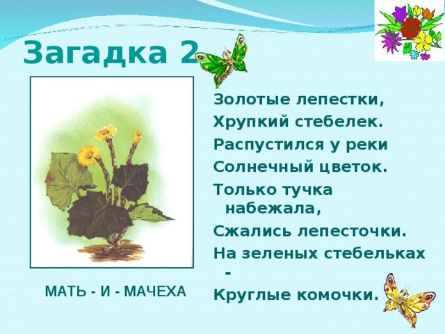 Загадка 2 Золотые лепестки, Хрупкий стебелек. Распустился у реки Солнечный цветок. Только тучка набежала, Сжались лепесточки. На зеленых стебельках - Круглые комочки.   МАТЬ - И - МАЧЕХА 