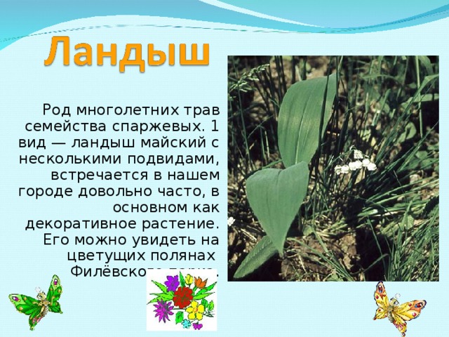 Род многолетних трав семейства спаржевых. 1 вид — ландыш майский с несколькими подвидами, встречается в нашем городе довольно часто, в основном как декоративное растение. Его можно увидеть на цветущих полянах Филёвского парка. 
