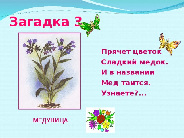 Загадка 3 Прячет цветок Сладкий медок. И в названии Мед таится. Узнаете?...  МЕДУНИЦА 