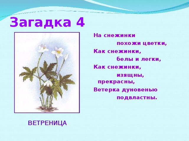 Загадка 4 На снежинки  похожи цветки, Как снежинки,  белы и легки, Как снежинки,  изящны, прекрасны, Ветерка дуновенью  подвластны.  ВЕТРЕНИЦА 