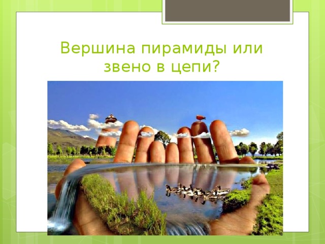 Вершина пирамиды или звено в цепи? 