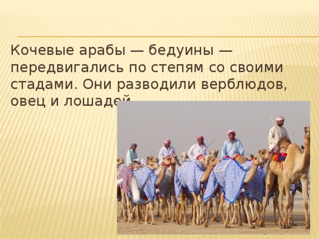 Кочевые арабы — бедуины — передвигались по степям со своими стадами. Они разводили верблюдов, овец и лошадей. 
