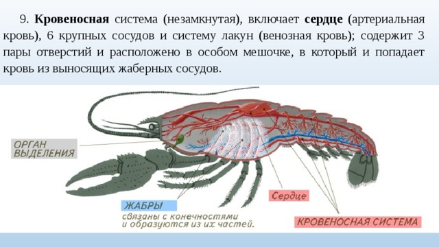 Схема строения кровеносной системы членистоногих