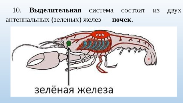 10. Выделительная система состоит из двух антеннальных (зеленых) желез — почек . 