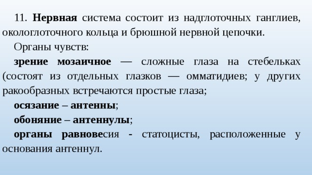 11. Нервная система состоит из надглоточных ганглиев, окологлоточного кольца и брюшной нервной цепочки. Органы чувств: зрение мозаичное — сложные глаза на стебельках (состоят из отдельных глазков — омматидиев; у других ракообразных встречаются простые глаза; осязание – антенны ; обоняние – антеннулы ; органы равнове сия - статоцисты, расположенные у основания антеннул. 