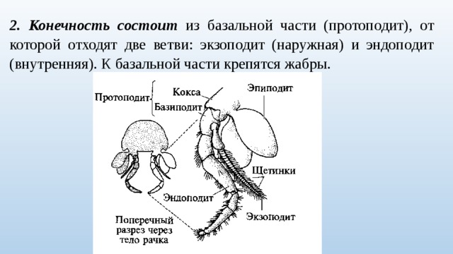 Двуветвистая конечность ракообразных схема