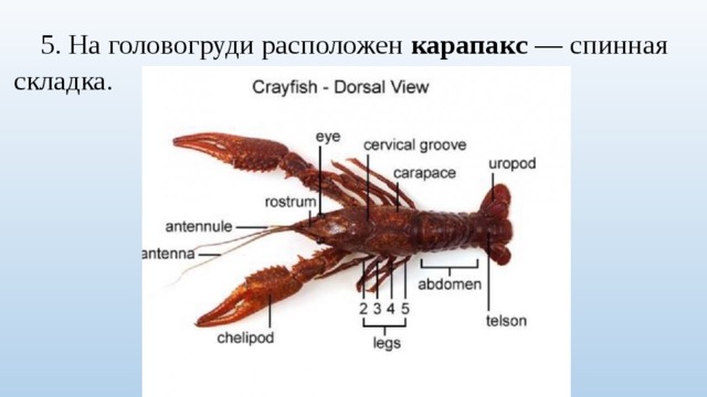 5. На головогруди расположен карапакс — спинная складка. 