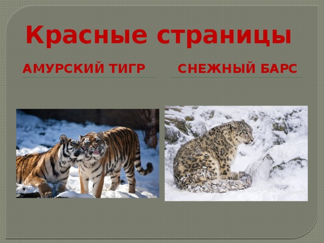 Красные страницы амурский тигр снежный барс 