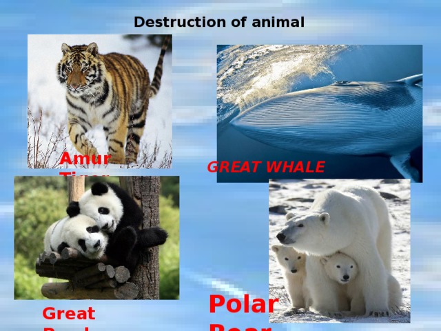 Destruction of animal   Amur Tiger GREAT WHALE Polar Bear Great Panda 