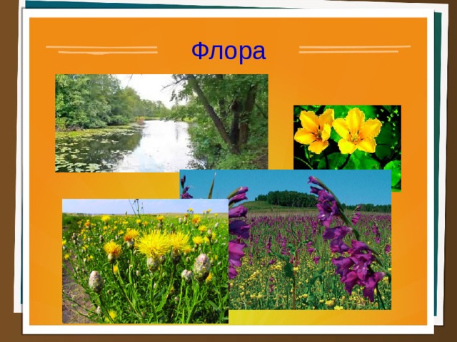 Флора  