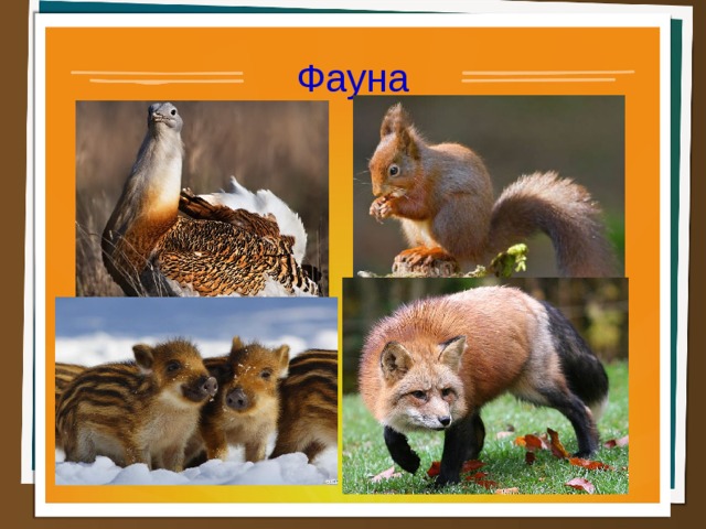 Фауна  