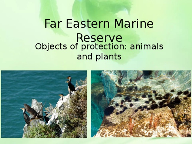 Far Eastern Marine Reserve Objects of protection: animals and plants 
