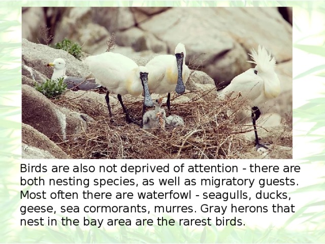 Birds are also not deprived of attention - there are both nesting species, as well as migratory guests. Most often there are waterfowl - seagulls, ducks, geese, sea cormorants, murres. Gray herons that nest in the bay area are the rarest birds. 