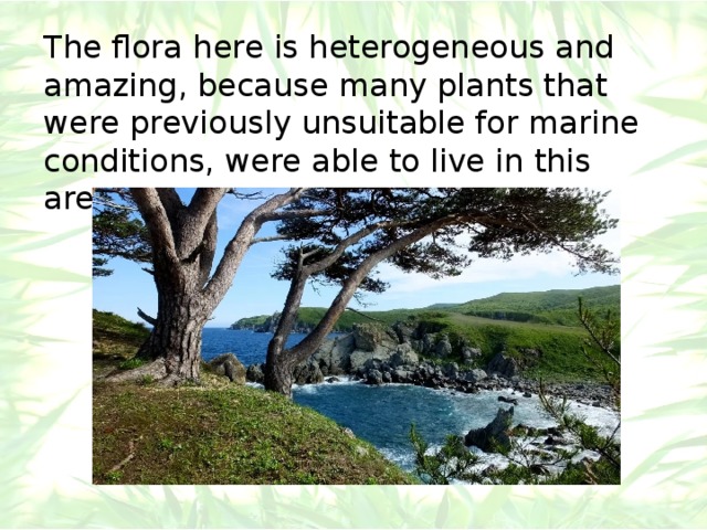 The flora here is heterogeneous and amazing, because many plants that were previously unsuitable for marine conditions, were able to live in this area. 