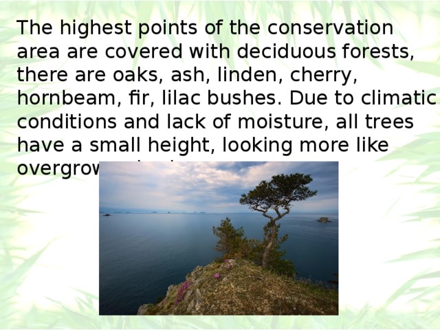 The highest points of the conservation area are covered with deciduous forests, there are oaks, ash, linden, cherry, hornbeam, fir, lilac bushes. Due to climatic conditions and lack of moisture, all trees have a small height, looking more like overgrown shrubs. 