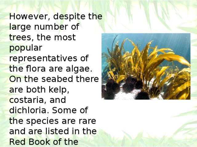 However, despite the large number of trees, the most popular representatives of the flora are algae. On the seabed there are both kelp, costaria, and dichloria. Some of the species are rare and are listed in the Red Book of the Russian Federation. 