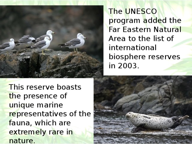 The UNESCO program added the Far Eastern Natural Area to the list of international biosphere reserves in 2003. This reserve boasts the presence of unique marine representatives of the fauna, which are extremely rare in nature. 