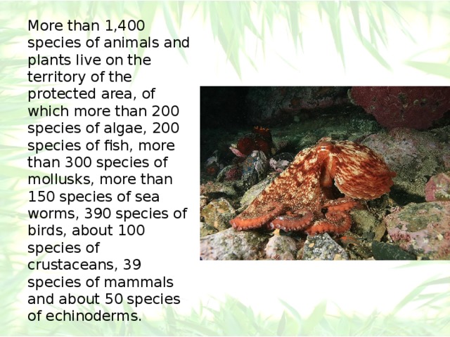 More than 1,400 species of animals and plants live on the territory of the protected area, of which more than 200 species of algae, 200 species of fish, more than 300 species of mollusks, more than 150 species of sea worms, 390 species of birds, about 100 species of crustaceans, 39 species of mammals and about 50 species of echinoderms. 