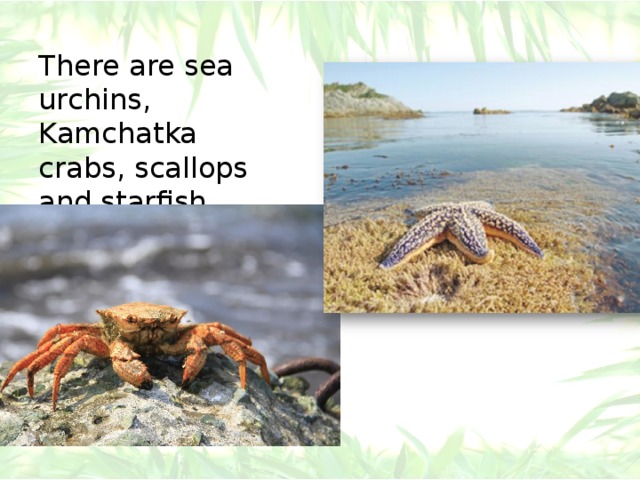 There are sea urchins, Kamchatka crabs, scallops and starfish. 